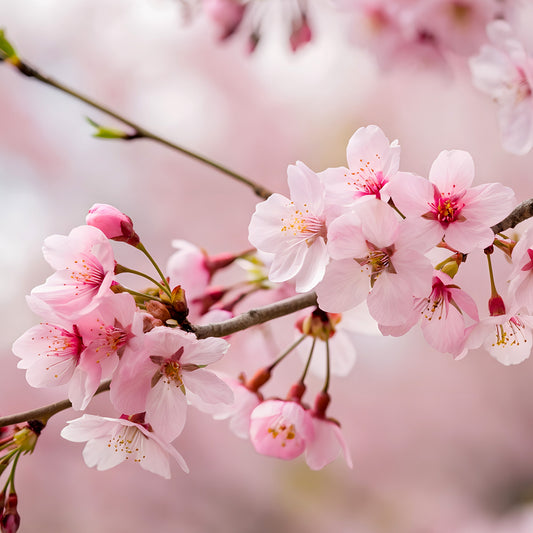 Duftkerze Sanfte Versuchung | Kirsche, Orangenblüte, Vanille | Sinnlich & Warm