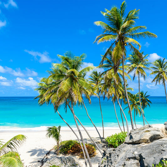 Duftkerze Karibische Strände | Kokos, Limette, Vanille | Urlaub & Entspannung