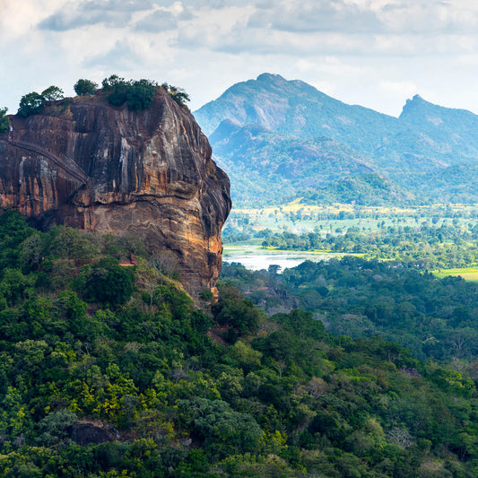 Duftkerze Wälder Sri Lankas | Exotische Hölzer, Farn, Süßgras, Moschus | Tief & Mystisch