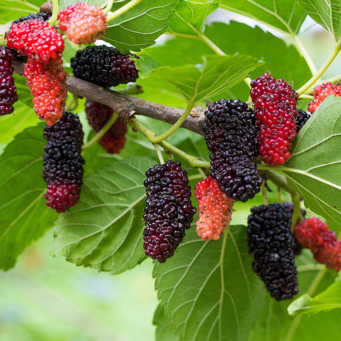 Duftkerze Wilde Beeren | Rote Beeren, Pflaume, Maulbeere | Fruchtig & Belebend