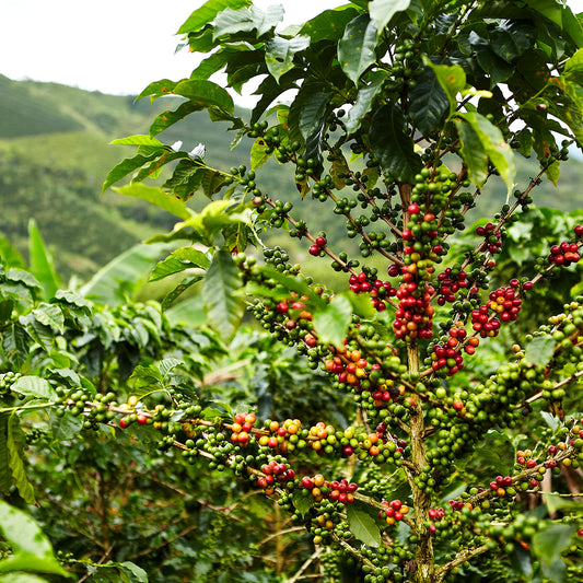 Duftkerze Hochland Sumatras | Kaffee, Jasmin, Oud, Vanille | Warm & Aromatisch