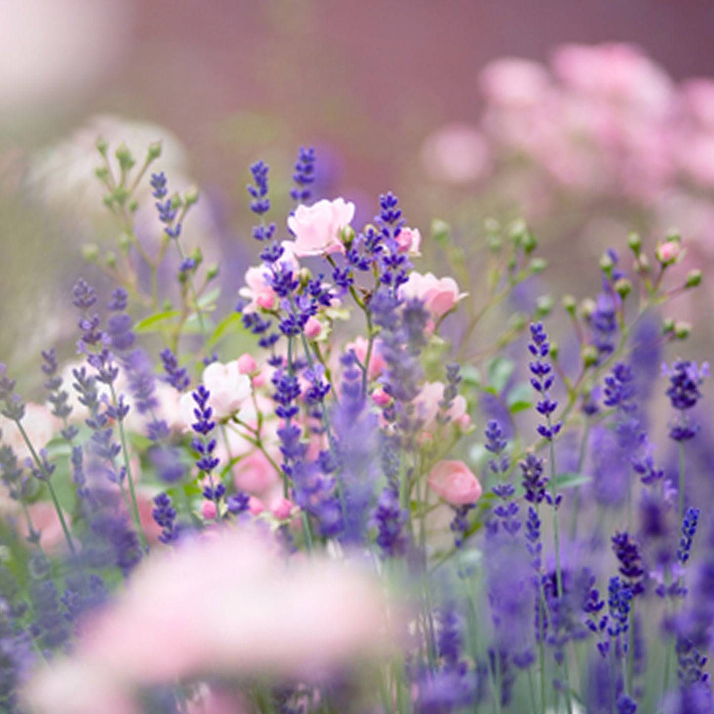 Sonnenverwöhnte Provence - Duftkerze